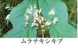 ムラサキシキブ