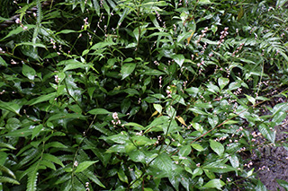 ヤブタデ（ハナタデ）