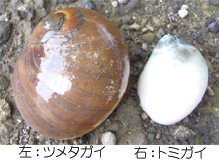 小網代の森と干潟を守る会