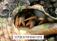 小網代の森と干潟を守る会