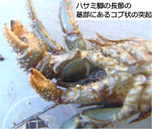 小網代の森と干潟を守る会