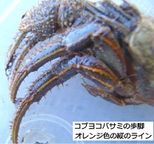小網代の森と干潟を守る会