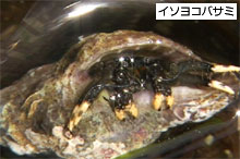 小網代の森と干潟を守る会