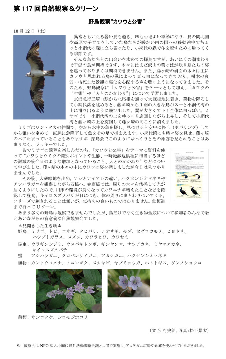小網代の森と干潟を守る会,観察,カワウ,鳥パト