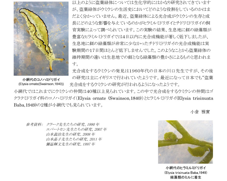 小網代の森と干潟を守る会,干潟
