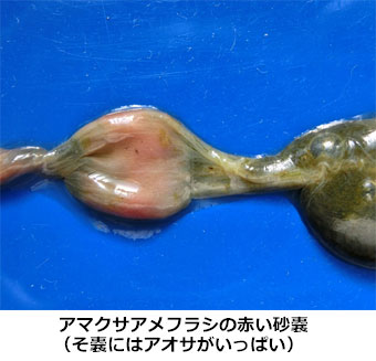 アマクサアメフラシ