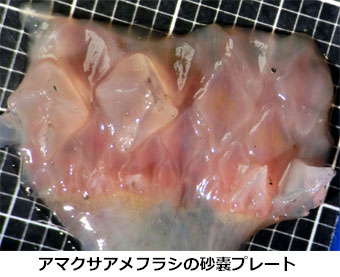 アマクサアメフラシ