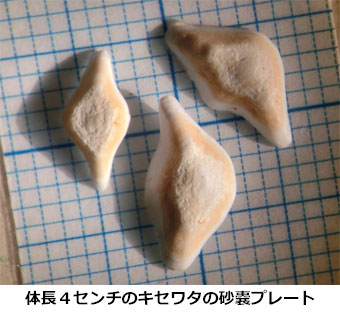 キセワタ