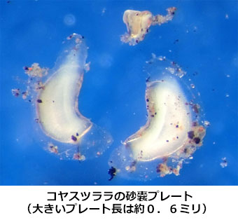 コヤスツララ